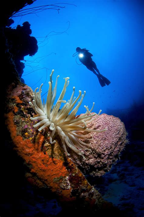 afarcom highlight underwater paradise  curacao curacao underwater island life