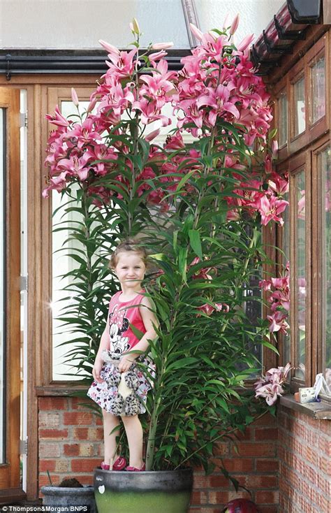 botanists create  tree lily  grows   ft tall daily mail