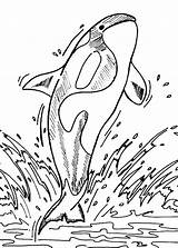 Orca Killer Ninjago sketch template
