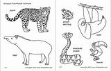 Amazon Rainforest Animals Printable Jungle Firstpalette Coloring Pages Templates Animal Kids Printables Color Print Brazil Animais Large Crafts African Theme sketch template
