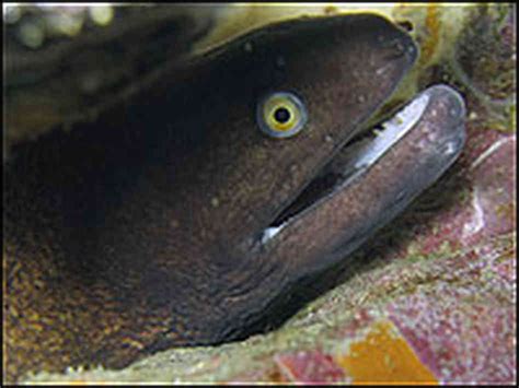 proper  eric  eel