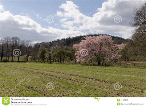 Ciliegio Giapponese In Primavera Con La Foresta Di Teutoburg Nei
