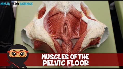 Muscles Of The Male And Female Pelvic Floor Anatomy Model