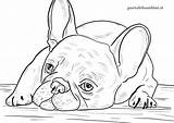 Cani Stampare Animali Disegno Portalebambini Difficili Scaricare Bulldog sketch template