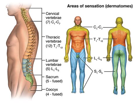 Acute Spinal Cord Injury Johns Hopkins Medicine Health