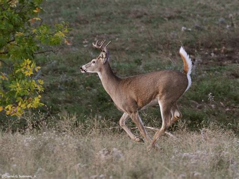 White Tailed Deer Buck Running With White Tail Up Img 1364 A Photo On