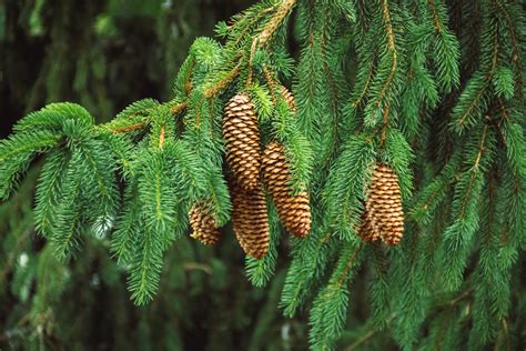 guide  conifers  types  conifers