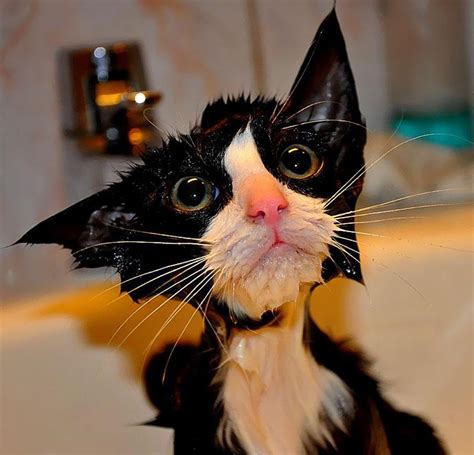 stop what you re doing and look at these hilarious pictures of wet cats