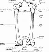 Femur Anatomy Bone Landmarks Human Bony Condyle Medial Pelvis Body Diagram Coloring Basic Worksheet Skeletal System Neck Sketch Head Thigh sketch template