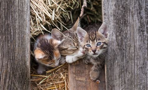 barn cats community cats ferals   grumpy friends precision
