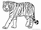 Tiger Outline Drawing Clipart Az Coloring Clipartbest Pages sketch template