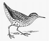 Sandpiper Coloring Spotted Clipart Clipartkey sketch template