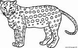 Cheetah Gemt sketch template