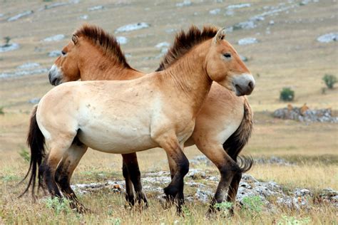 el presidente de mongolia regalo  caballo  barron trump revista mundo equino