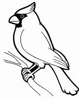 Robin Coloring Pages Getcolorings Bird sketch template