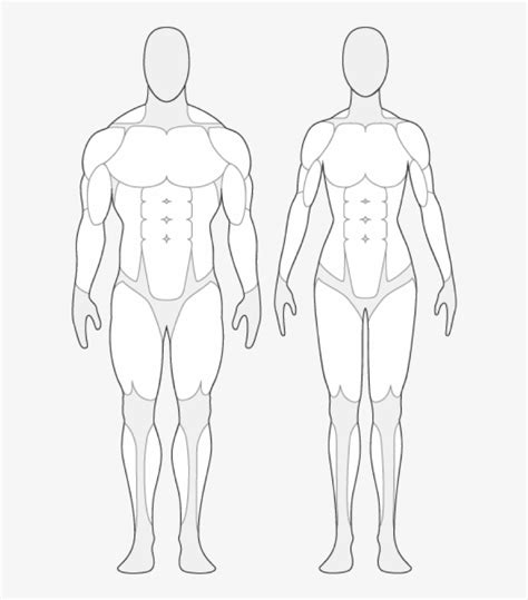 human body outline  muscles png image transparent png