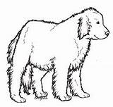 Newfoundland Dog Drawing Newf Clipartmag Explore sketch template