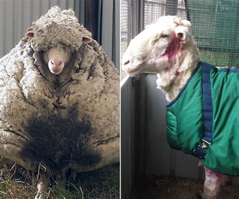 shearing  chris  sheep yields  pounds  wool newsmaxcom