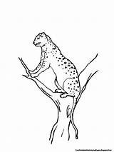 Coloring Tree Jaguar Climbing Pages Printable Kids Resolution High sketch template