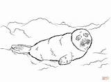 Seal Coloring Pages Cute Baby Harp Drawing Seals Clipart Sketch Printable Drawings Clip Library Exclusive Designlooter Popular Collection Paintingvalley 1228 sketch template