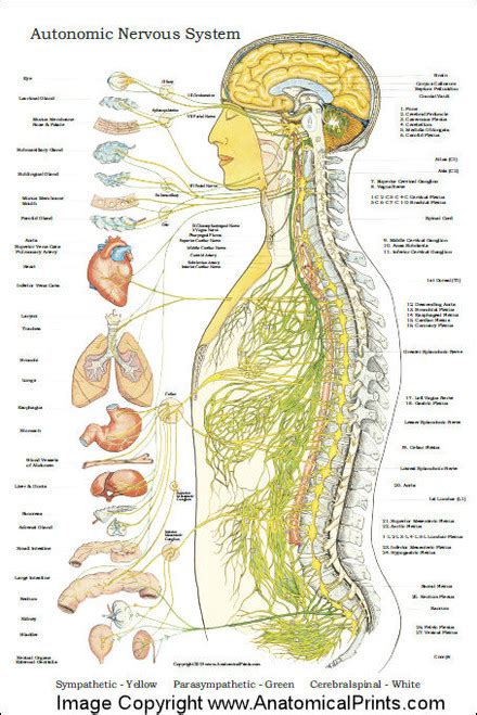 Autonomic Nervous System Poster Ans 24 X 36 Clinical Charts And