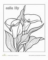 Lily Calla Coloring Drawing Flower Pages Flowers Education Designlooter Lilies Getdrawings 76kb 378px Worksheet sketch template