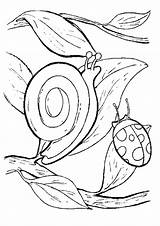 Escargot sketch template