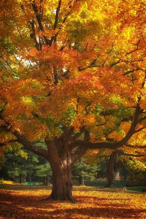 autumn colours autumn trees autumn scenery fall pictures