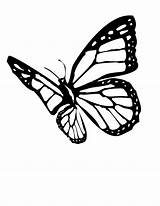 Butterfly Monarch Coloring Pages Clipart Outline Drawing Tattoo Drawings Clip Butterflies Printable Designs Stencil Template Flying Silhouette Color Gardens Easy sketch template