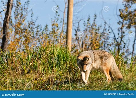 wild coyote stock image image  autumn canis outdoors