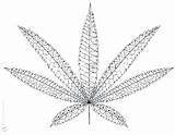 Pot Leaf Coloring Pages Getcolorings sketch template