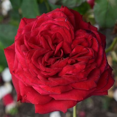 buy rose loving memories hybrid tea rosa loving memories korgund