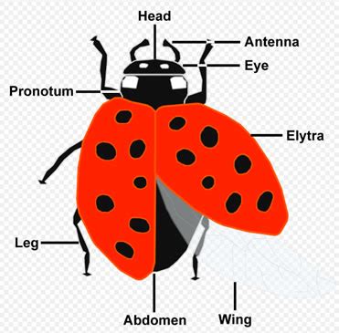 ladybug anatomy article  diagram