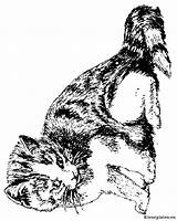 Poezen Katten Poes Dieren Kleurprenten Hond Topkleurplaat Downloaden Honden Vriend Uitprinten Kiezen Poesjes sketch template