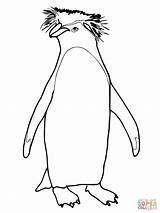 Penguin Coloring Penguins Rockhopper Line Drawings Drawing Pages King Printable Pittsburgh Kids Getdrawings Color Outline Supercoloring Paintingvalley Adults Getcolorings Solutions sketch template