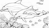 Lumba Dolphins Bottlenose Mewarnai Belajar Halaman Anak Scribblefun sketch template