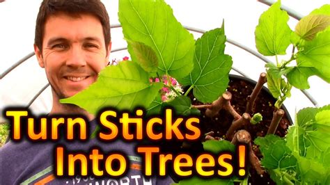 grow mulberry trees  cuttings expanding  fruit trees