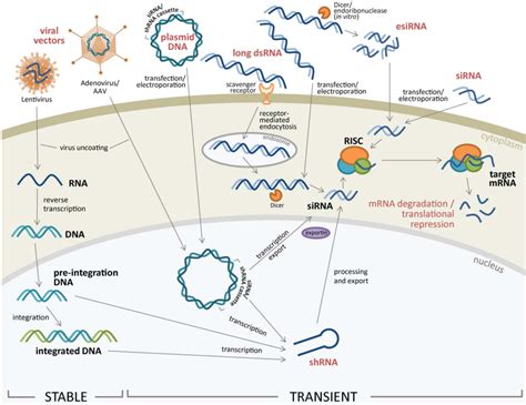 pharmaceuticals  full text sirna genome screening approaches  therapeutic drug