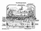 Nitrogen Cycle Downloading sketch template