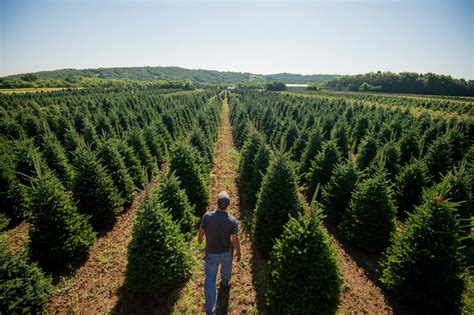 pandemic brings early crowds  christmas tree farms modern farmer