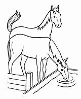 Trough Pobarvanke Pferd Konj Konji sketch template