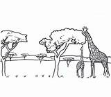 Coloring Safari African Giraffe Coloringsky sketch template