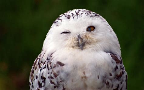 animal snowy owl hd wallpaper