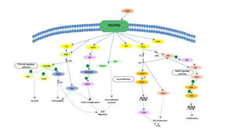 vegf signaling pathway cusabio