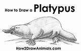 Platypus Duck Drawing Billed Outline sketch template