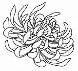 Chrysanthemum Tattoo Drawing Spider Flower Deviantart Japanese Coloring Line Flowers Drawings Outline Designs Clipart Tattoos Sketches 500tattoos Cliparts Floral Dessin sketch template
