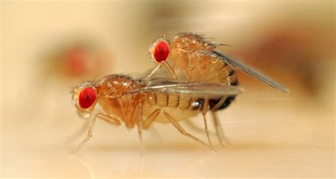 in female flies sex is more complex than yes or no