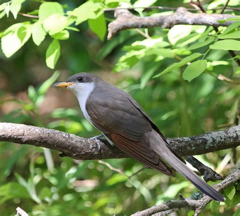 pictures  information  yellow billed cuckoo