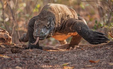 man    close  huge  deadly komodo dragon