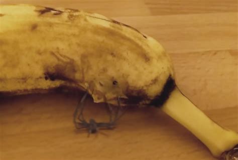 burn everything do it now spider busts out of banana